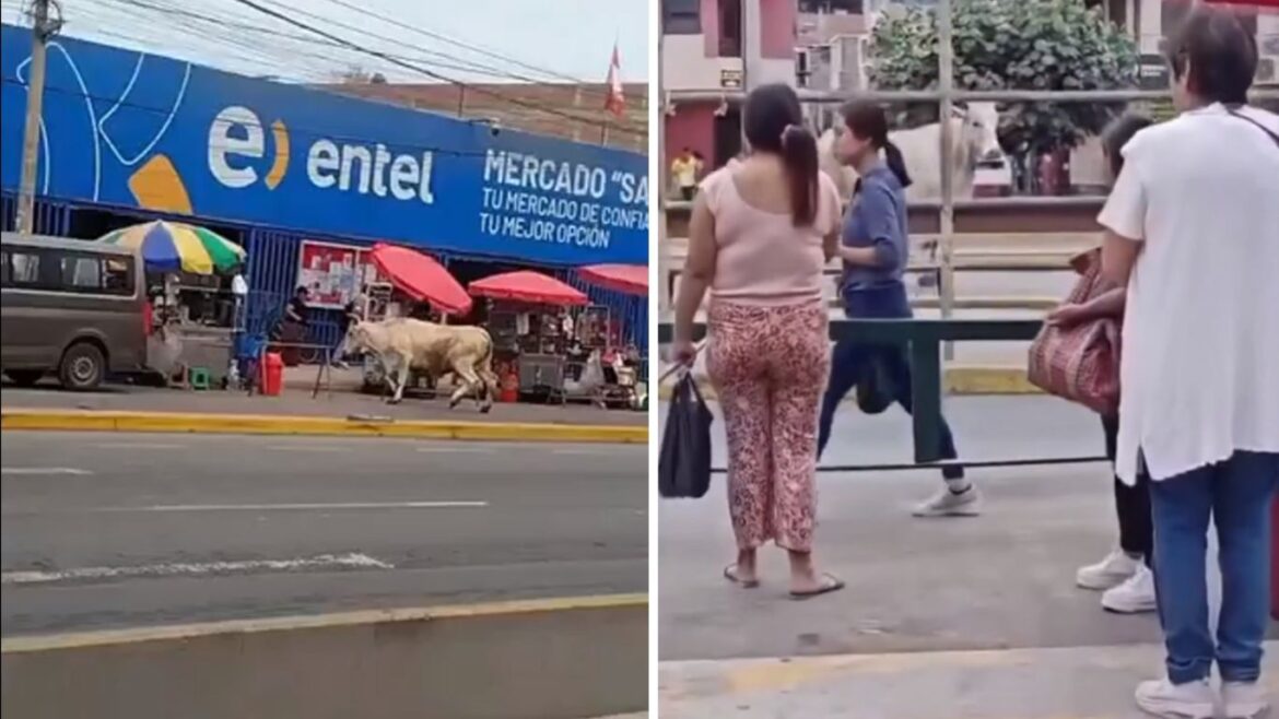 Toro de gran tamaño corre por mercado de Lurín y provoca momentos de tensión entre comerciantes. Foto: composición Caretas.